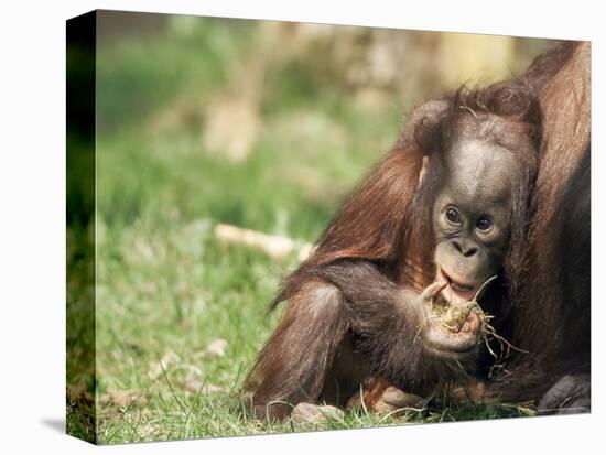 Young Orang-Utan (Pongo Pygmaeus), in Captivity, Apenheul Zoo, Netherlands (Holland), Europe-Thorsten Milse-Premier Image Canvas