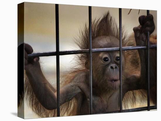 Young Orangutan Hold on to the Bars of a Cage at the Duisburg Zoo-null-Premier Image Canvas