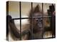 Young Orangutan Hold on to the Bars of a Cage at the Duisburg Zoo-null-Premier Image Canvas