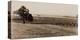 Young Orchard, Palermo, Butte County, California, 1888-1891-Carleton Watkins-Stretched Canvas