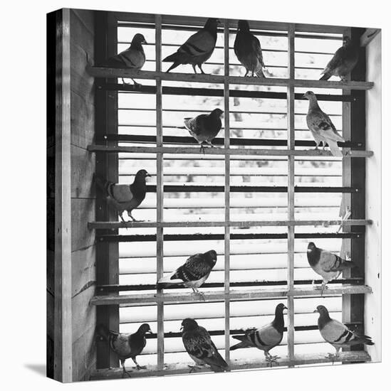 Young Pigeons in a Loft-null-Premier Image Canvas