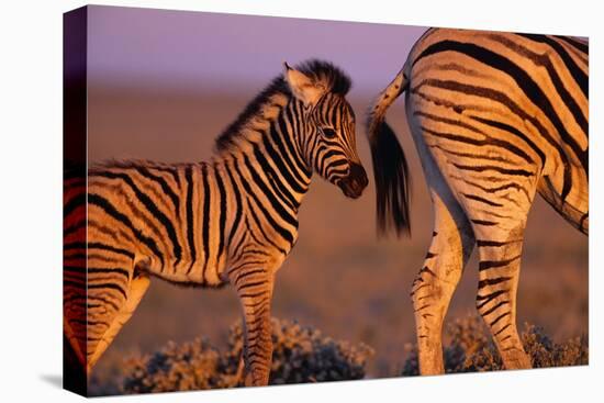 Young Plains Zebra-Paul Souders-Premier Image Canvas