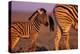 Young Plains Zebra-Paul A Souders-Premier Image Canvas