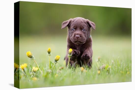 Young Puppy of Brown Labrador Retriever Dog Photographed Outdoors on Grass in Garden.-Mikkel Bigandt-Premier Image Canvas