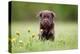 Young Puppy of Brown Labrador Retriever Dog Photographed Outdoors on Grass in Garden.-Mikkel Bigandt-Premier Image Canvas