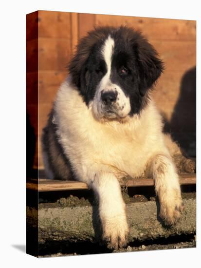 Young Pyrenean Mastiff Resting-Adriano Bacchella-Premier Image Canvas