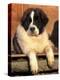 Young Pyrenean Mastiff Resting-Adriano Bacchella-Premier Image Canvas