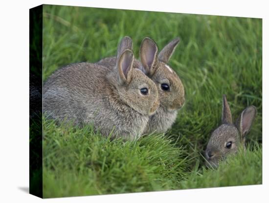Young Rabbits (Oryctolagus Cuniculas), Outside Burrow, Teesdale, County Durham, England-Steve & Ann Toon-Premier Image Canvas
