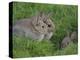 Young Rabbits (Oryctolagus Cuniculas), Outside Burrow, Teesdale, County Durham, England-Steve & Ann Toon-Premier Image Canvas