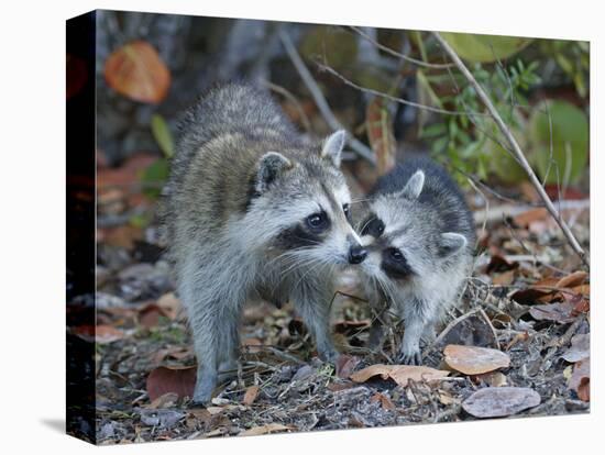 Young Raccoon Kissing Adult, Ding Darling National Wildlife Refuge, Sanibel, Florida, USA-Arthur Morris-Premier Image Canvas