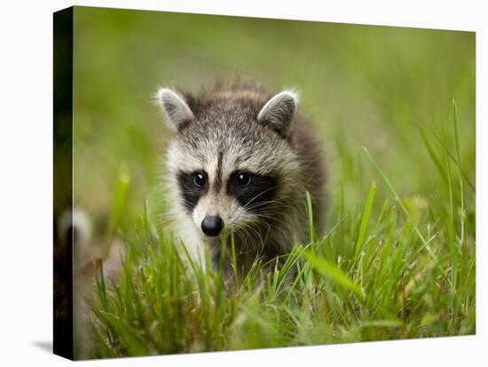 Young Raccoon Walking in Grass, Summer Evening, Assateague Island National Seashore, Maryland, Usa-Paul Souders-Premier Image Canvas