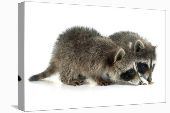 Young Raccoon-cynoclub-Premier Image Canvas