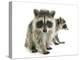 Young Raccoon-cynoclub-Premier Image Canvas