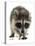 Young Raccoon-cynoclub-Premier Image Canvas