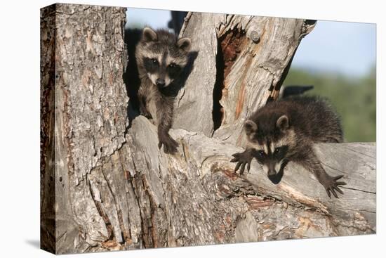 Young Raccoons in Tree, Montana-Richard and Susan Day-Premier Image Canvas