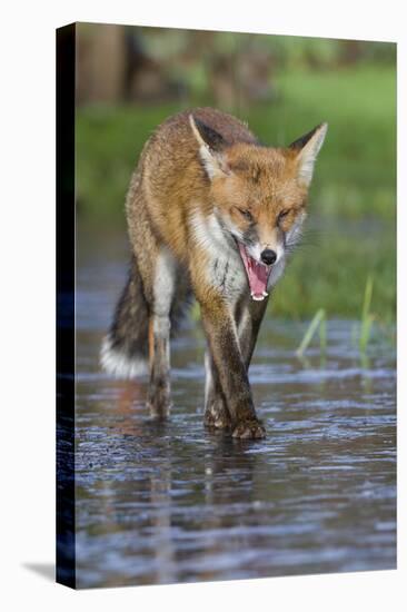 Young Red Fox (Vulpes Vulpes) Walking over Ice of Frozen Pond in Garden, Bristol, UK, February-Bertie Gregory-Premier Image Canvas