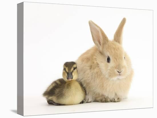 Young Sandy Lop Rabbit and Mallard Duckling Sitting Next to Each Other-Mark Taylor-Premier Image Canvas