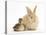 Young Sandy Lop Rabbit and Mallard Duckling Sitting Next to Each Other-Mark Taylor-Premier Image Canvas