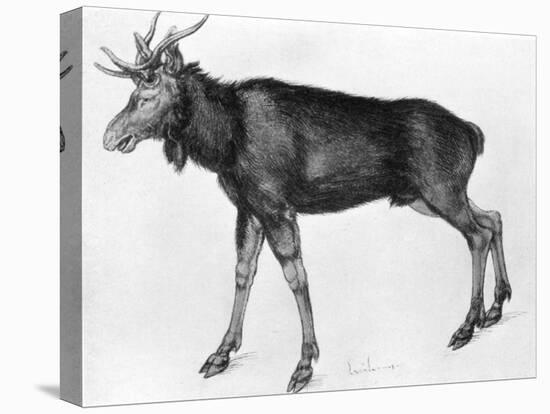 Young Scandinavian Elk with Immature Antlers, Late 15th-Early 16th Century-Albrecht Durer-Premier Image Canvas