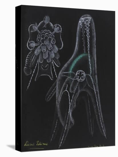 Young Sea Urchin (Larvae Echinus)-Philip Henry Gosse-Premier Image Canvas