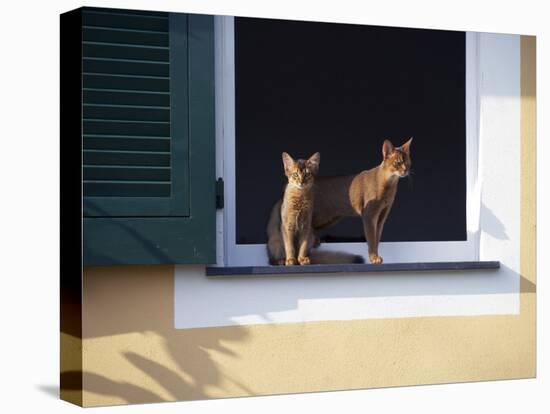 Young Somali Cat and Abyssinian Cat Sitting on Window Ledge, Italy-Adriano Bacchella-Premier Image Canvas