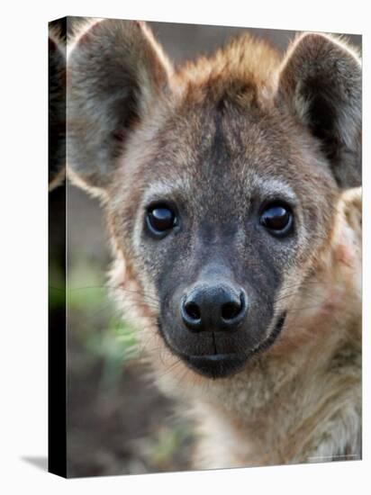 Young Spotted Hyena, Tanzania-Charles Sleicher-Premier Image Canvas