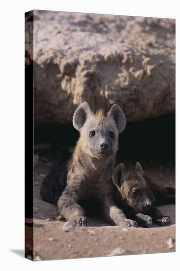 Young Spotted Hyenas-DLILLC-Premier Image Canvas
