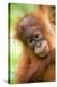 Young Sumatran Orangutan-Tony Camacho-Premier Image Canvas