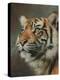 Young Sumatran Tiger Portrait-David Stribbling-Stretched Canvas