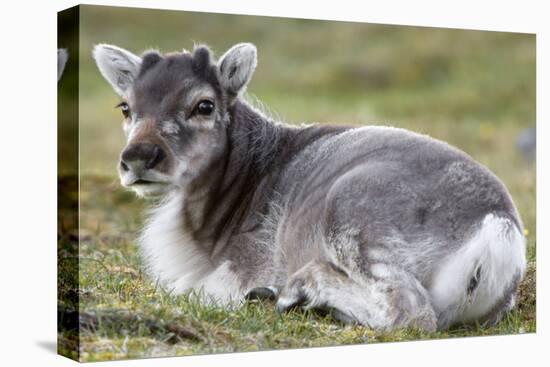 Young Svalbard Reindeer (Fratercula Arctica) Lying on Ground, Svalbard, Norway, July 2008-de la-Premier Image Canvas