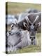 Young Svalbard Reindeer Rubbing its Head on Adults Back, Svalbard, Norway, July-de la-Premier Image Canvas