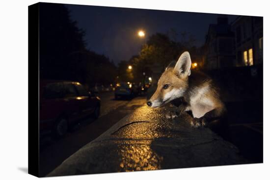 Young Urban Red Fox (Vulpes Vulpes). Bristol, UK. August-Sam Hobson-Premier Image Canvas