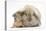 Young Windmill-Eared Rabbit and Matching Guinea-Pig-Mark Taylor-Premier Image Canvas
