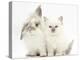 Young Windmill-Eared Rabbit and Matching Kitten-Mark Taylor-Premier Image Canvas