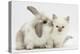 Young Windmill-Eared Rabbit and Matching Kitten-Mark Taylor-Premier Image Canvas