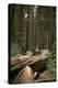 Young Woman Hiking in Humboldt Redwoods State Park, California-Justin Bailie-Premier Image Canvas