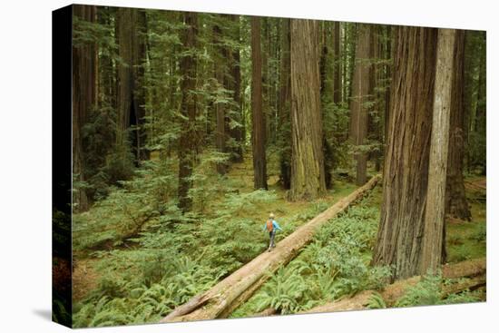 Young Woman Hiking In Humbolt Redwoods State Park, CA-Justin Bailie-Premier Image Canvas