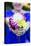 Young Woman Holding Flowers-Justin Bailie-Premier Image Canvas
