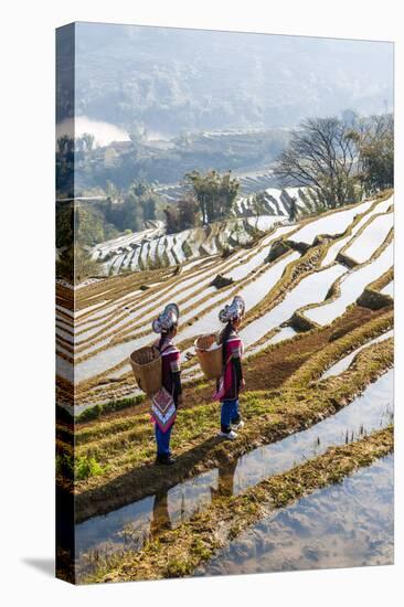 Young Women of the Hani Ethnic Minority Walking in the Rice Terraces, Yuanyang, Yunnan, China-Nadia Isakova-Premier Image Canvas