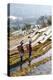 Young Women of the Hani Ethnic Minority Walking in the Rice Terraces, Yuanyang, Yunnan, China-Nadia Isakova-Premier Image Canvas