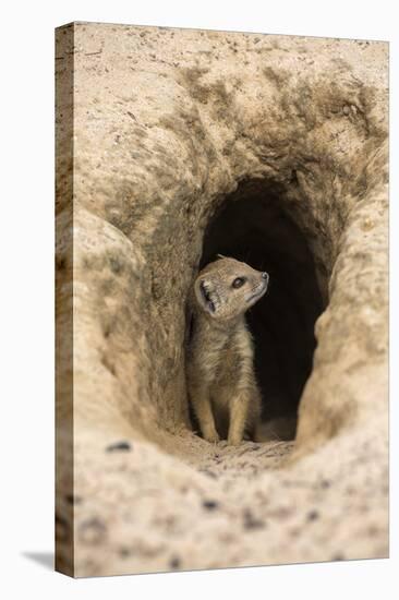 Young Yellow Mongoose (Cynictis Penicillata) at Burrow, Northern Cape, Africa-Ann & Steve Toon-Premier Image Canvas