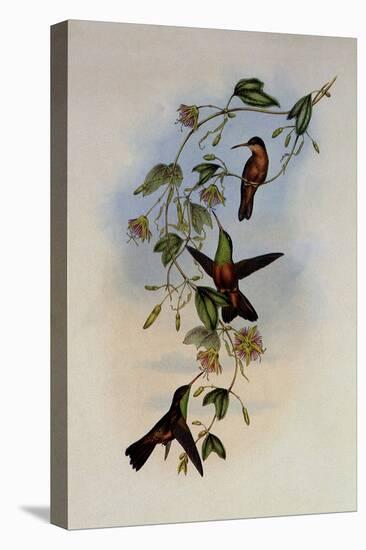 Yucatan Amazili, Amazilia Yucatanensis-John Gould-Premier Image Canvas