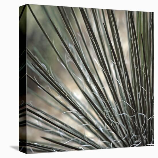 Yucca 12-Ken Bremer-Stretched Canvas