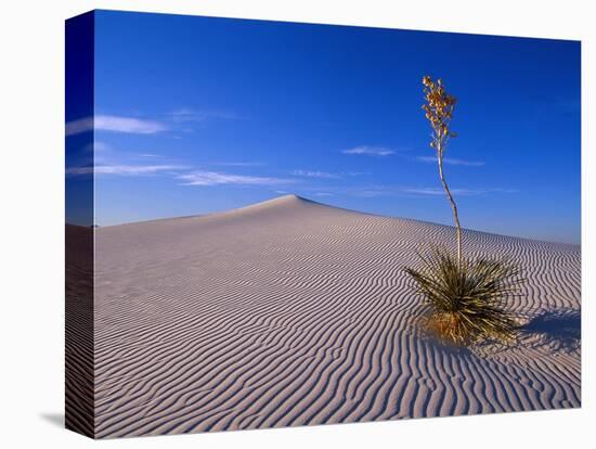 Yucca and Dunes, White Sands National Monument-Kevin Schafer-Premier Image Canvas