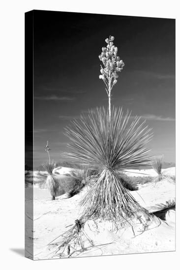 Yucca at White Sands I-Douglas Taylor-Premier Image Canvas