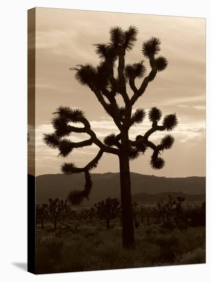 Yucca Brevifolia III-Erin Berzel-Premier Image Canvas