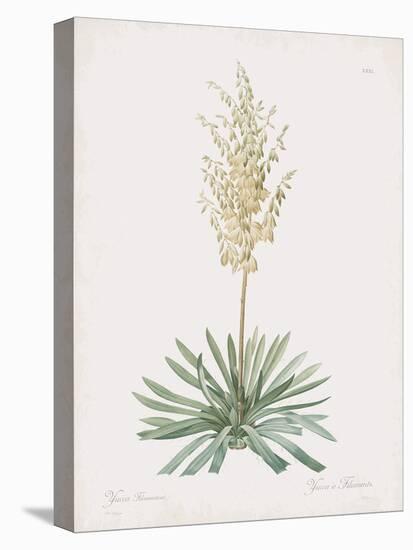 Yucca Filamentosa-Pierre Joseph Redoute-Stretched Canvas