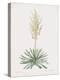 Yucca Filamentosa-Pierre Joseph Redoute-Stretched Canvas