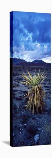 Yucca Flower in Red Rock Canyon National Conservation Area, Las Vegas, Nevada, USA-null-Stretched Canvas