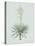 Yucca Gloriosa - Celadon-Pierre Joseph Redoute-Stretched Canvas
